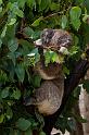 021 Yanchep NP, koala